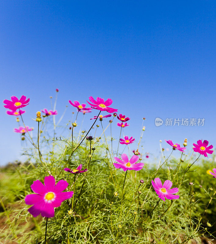 晴空下的宇宙花