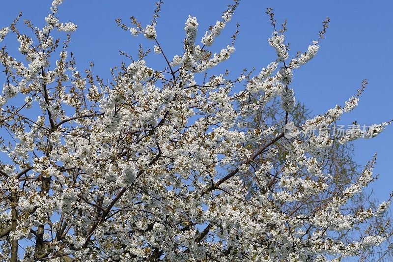 白色的樱花在春天盛开