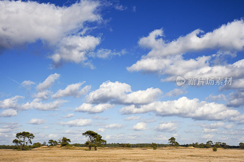 荷兰的Veluwe，草原和湛蓝的天空