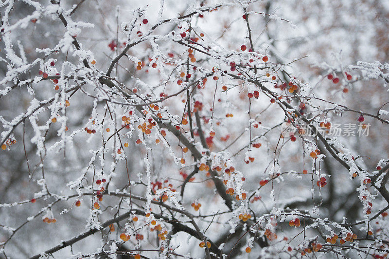 冬季森林和浆果