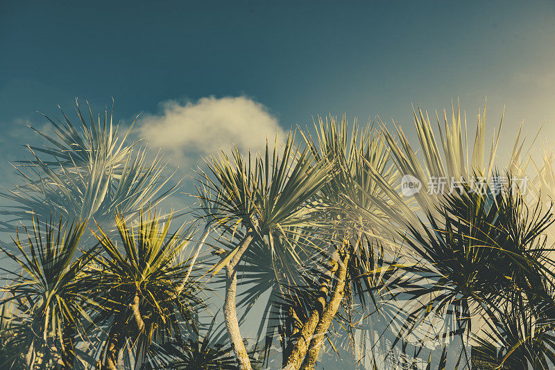 纽基棕榈树和天空的双重曝光