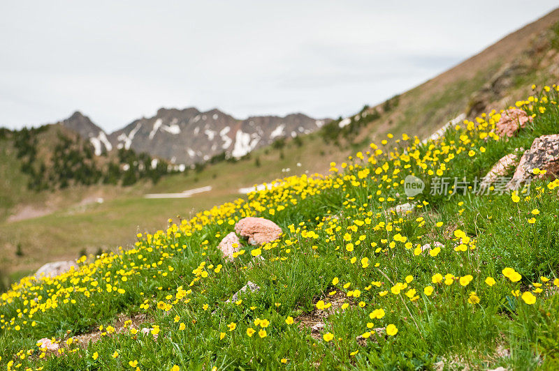 高山草甸与黄花和山景