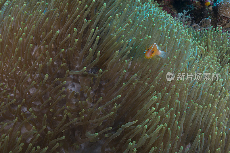 粉红臭鼬、小丑鱼和海葵