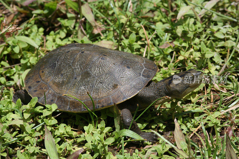 乌龟孤立在绿草上