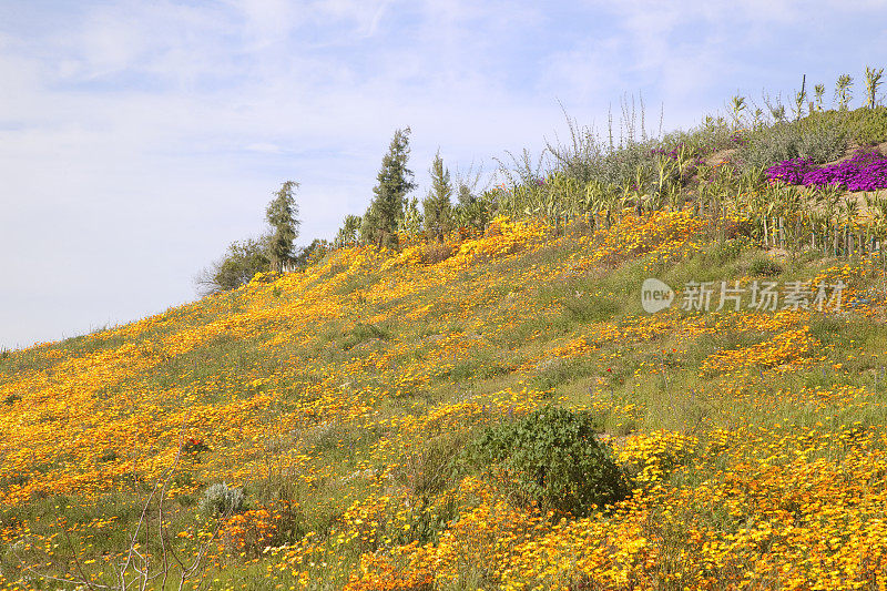 加利福尼亚的金罂粟，野花丛生的草地