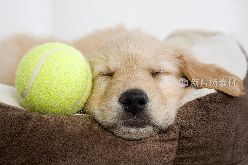 睡觉的小狗和网球