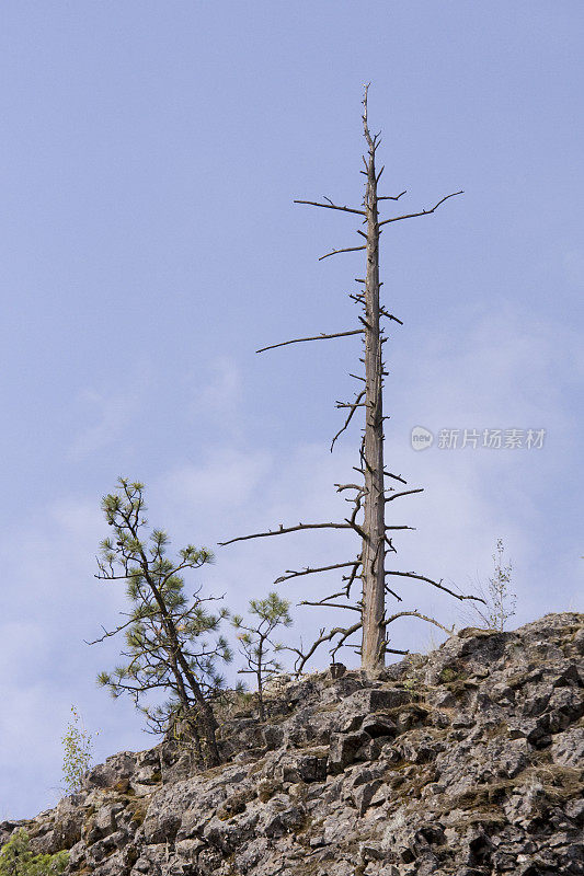 死在顶端