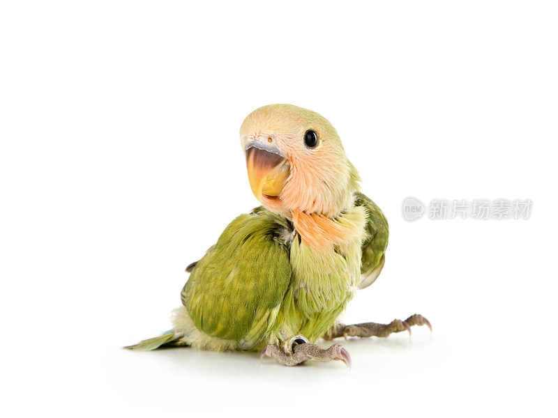 宝贝Lovebird