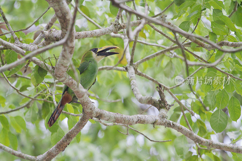 热带雨林中的翡翠Toucanet