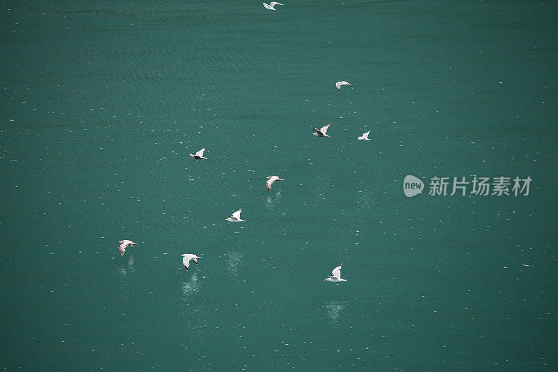 海鸥在海洋上空飞翔。阿拉斯加。副本的空间。