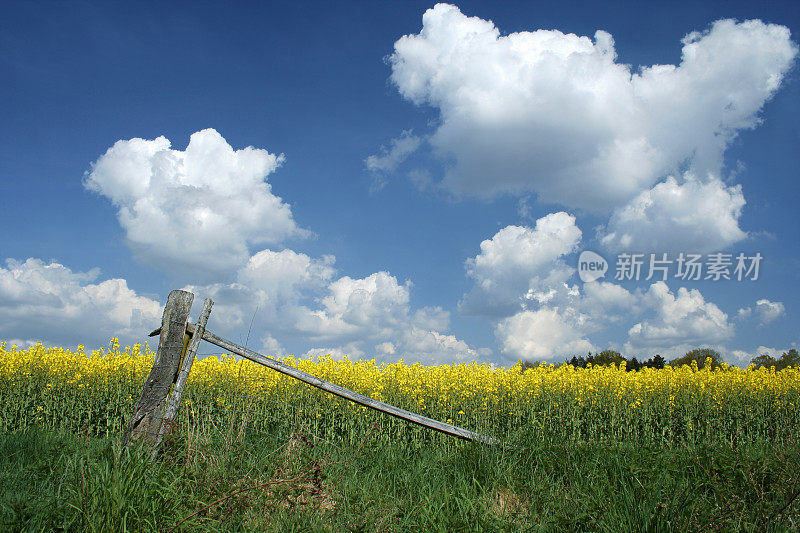 5月的油菜田