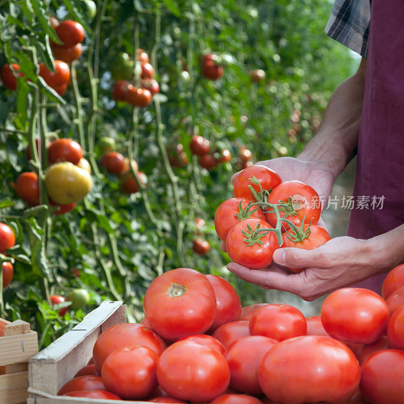 农夫正在把刚摘下来的西红柿放进板条箱里