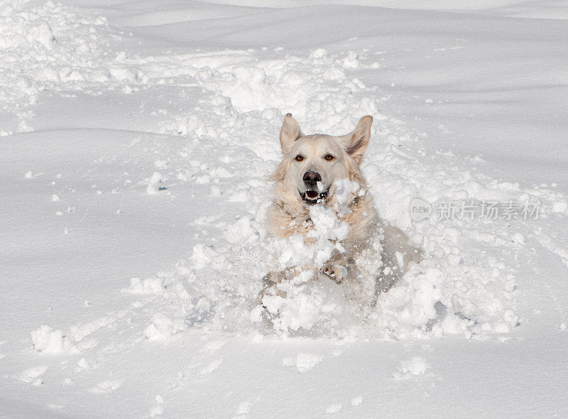 金色拉布拉多寻回犬在厚厚的雪粉中奔跑