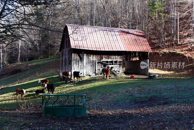 有奶牛和红铁皮屋顶的谷仓