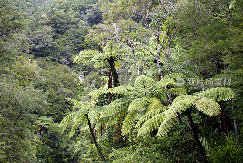 原生灌木背景，新西兰