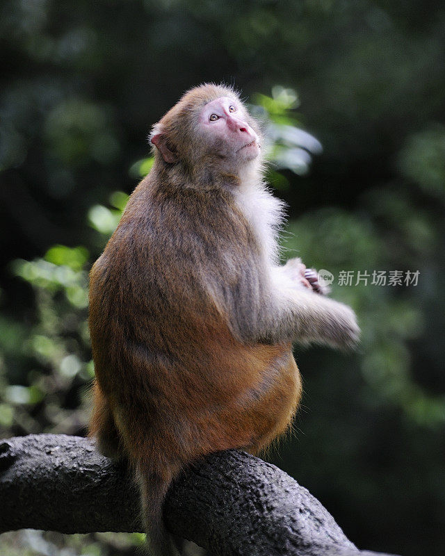 猴子抬头看天空