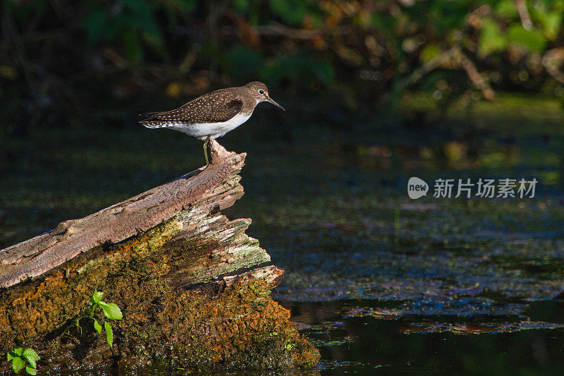 砂风笛手