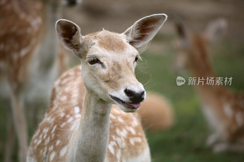 鹿伸出舌头