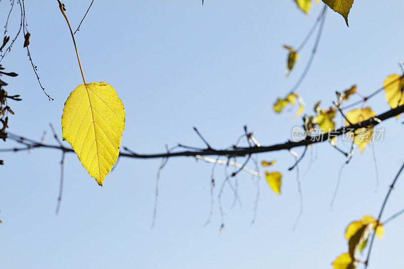 悬挂的桦树叶子渐渐变成了金色