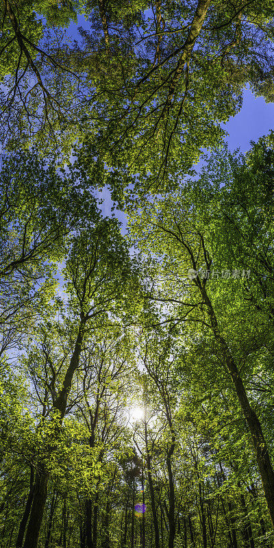 绿色的森林冠层阳光冲破高大的树木夏天的森林
