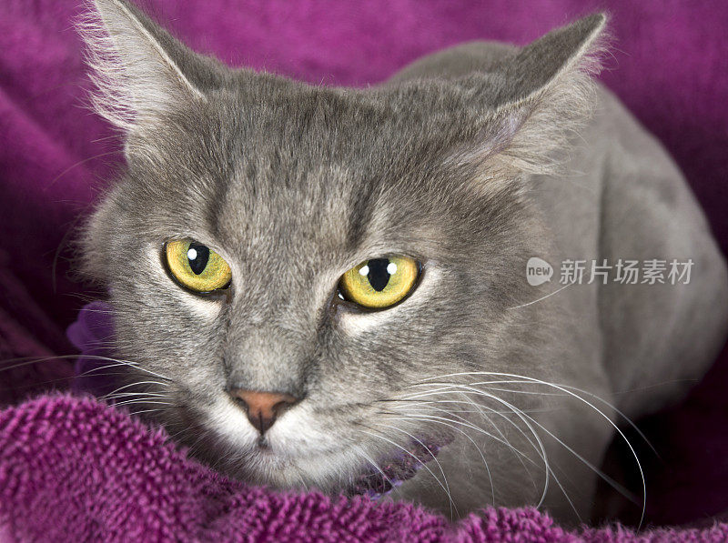 蹲婴儿灰色小猫在紫色毛巾微距人像