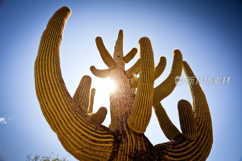 亚利桑那州的萨瓜尔多仙人掌和太阳