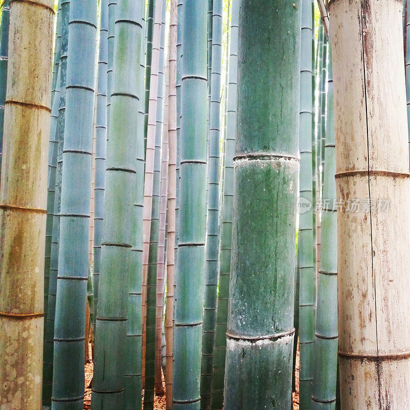 日本京都的竹子