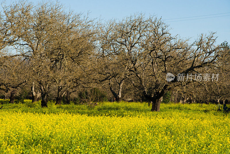 核桃园和芥菜春天附近卡利斯托加纳帕谷加利福尼亚