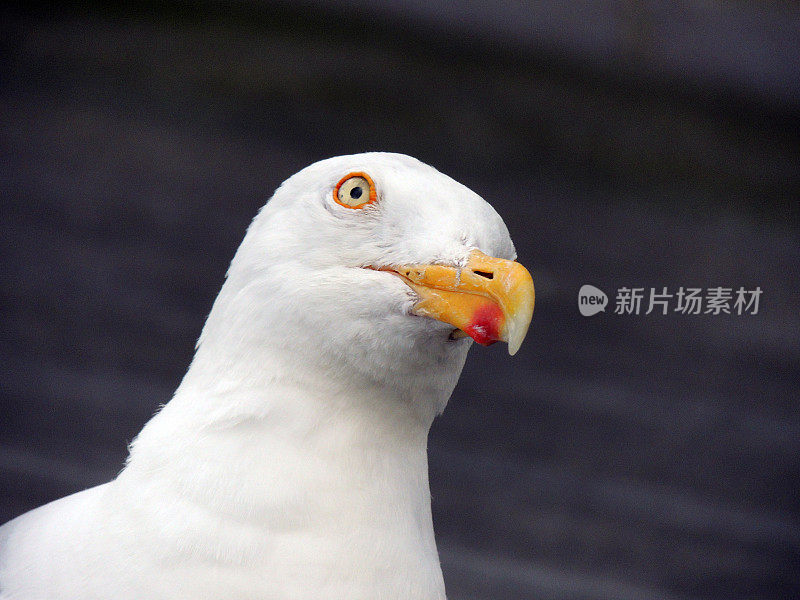 海鸥肖像