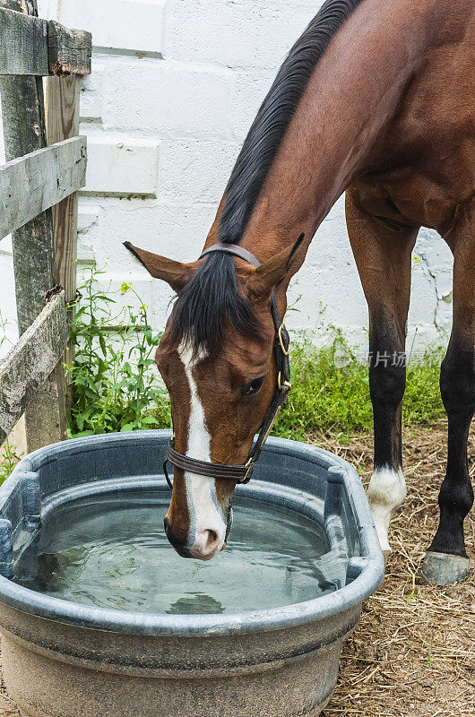 马在外面的水槽里喝水