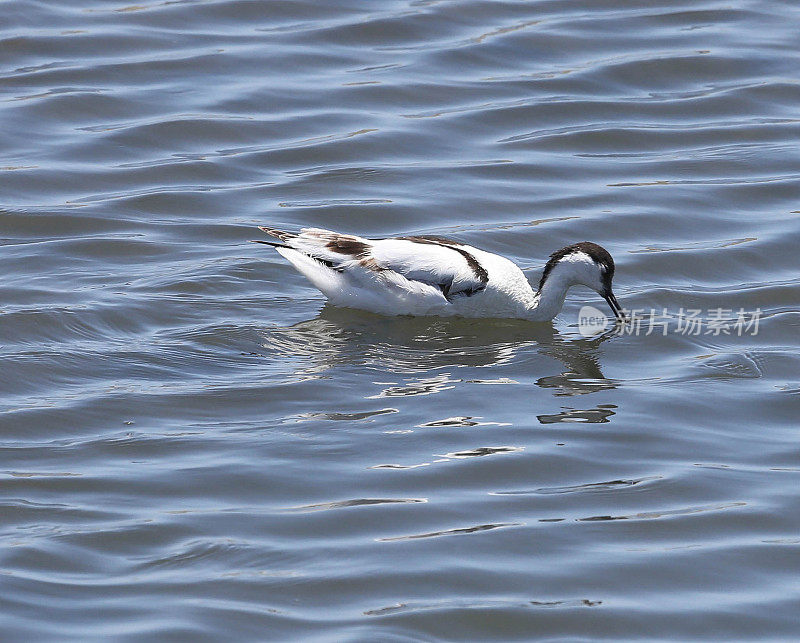 脚Avocet