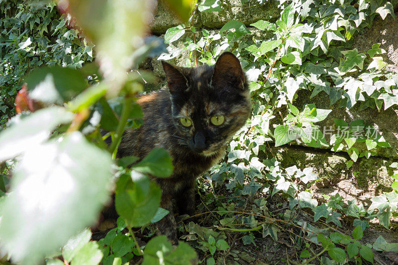 花园里的小猫