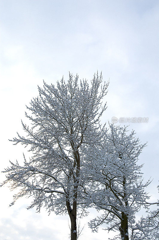 英国的树木被雪覆盖的冬日景象