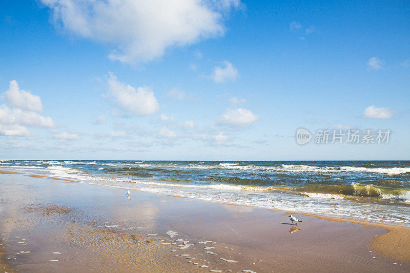 和海鸥在波罗的海的一天