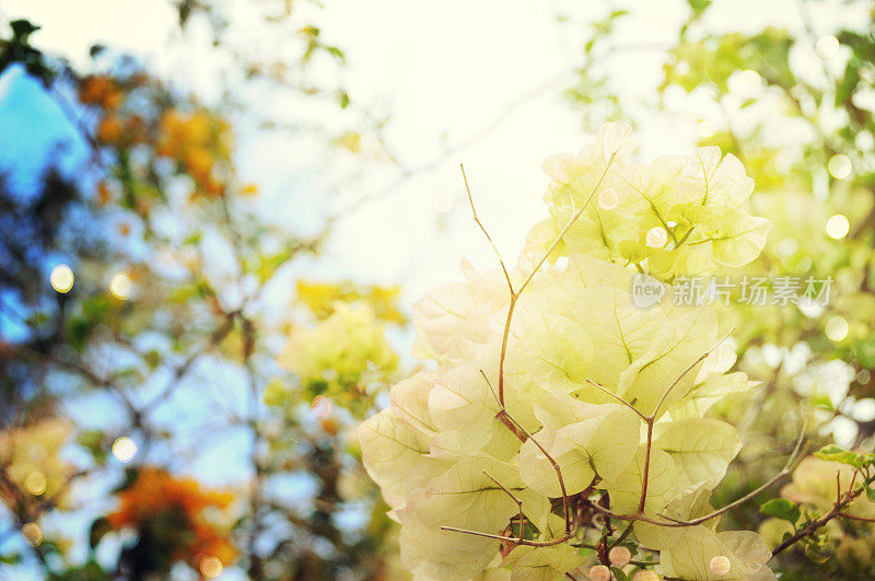 美丽的叶子花属花