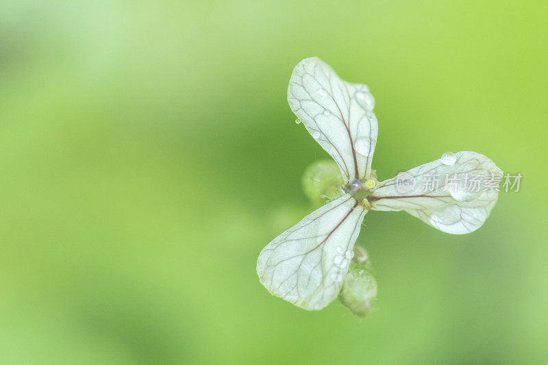 三瓣小白花