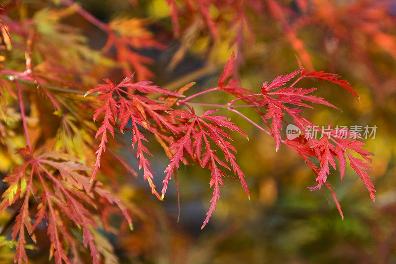 红日本枫，掌叶槭