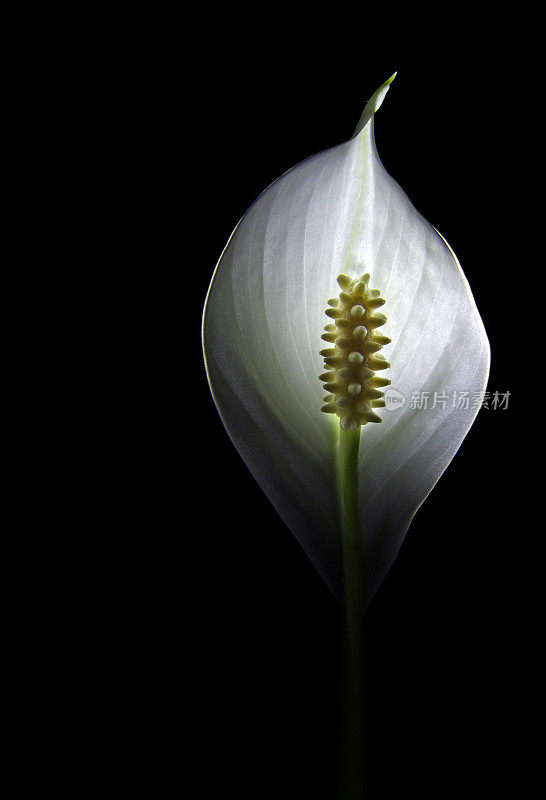 和平百合(Spathiphyllum)，背光，背景黑色