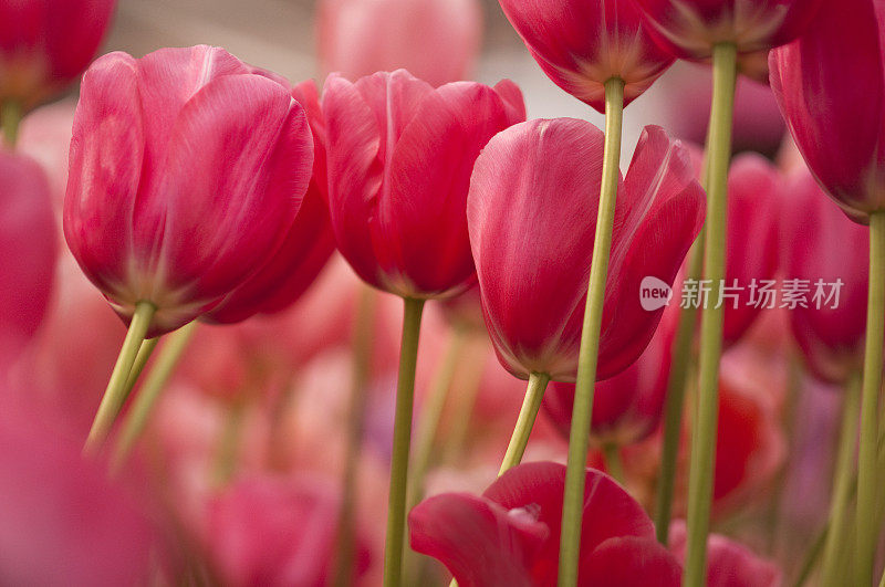 粉色郁金香花