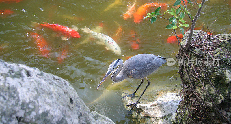 锦鲤池的蓝鹭，水平