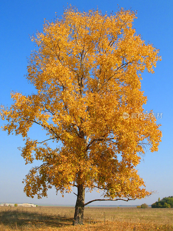 秋天的孤独的树