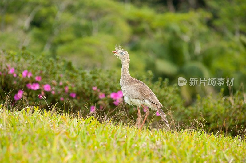 巴西的鸟