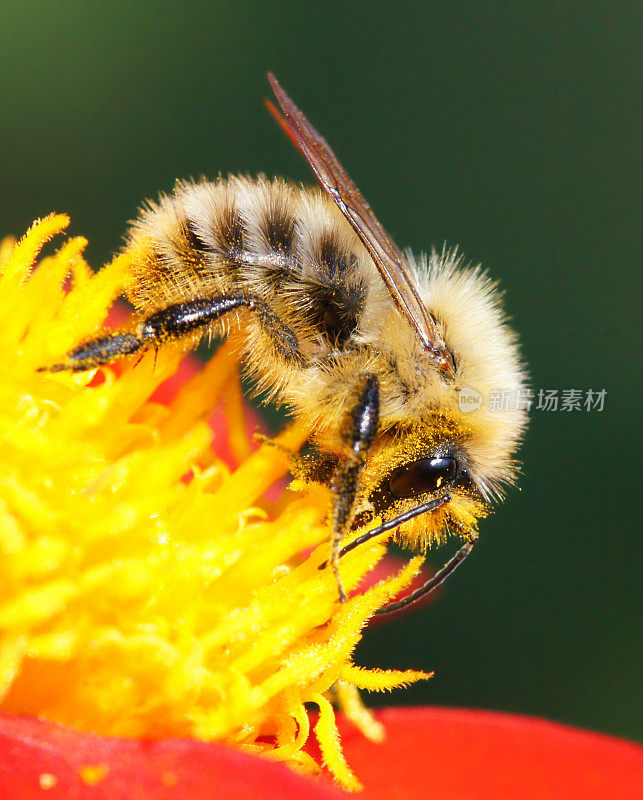 大黄蜂在大丽花上