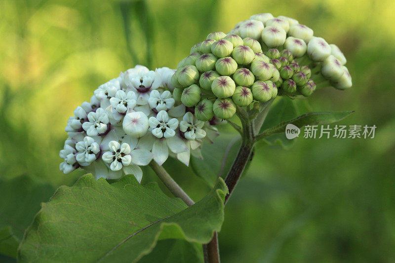 白色的乳草属植物的花