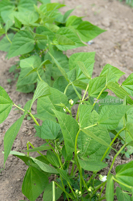 在棕色泥土蔬菜园里种植绿豆