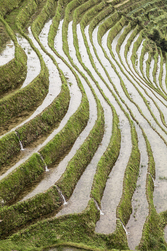 水稻梯田