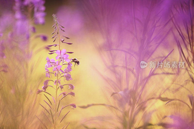 大黄蜂在杂草花上