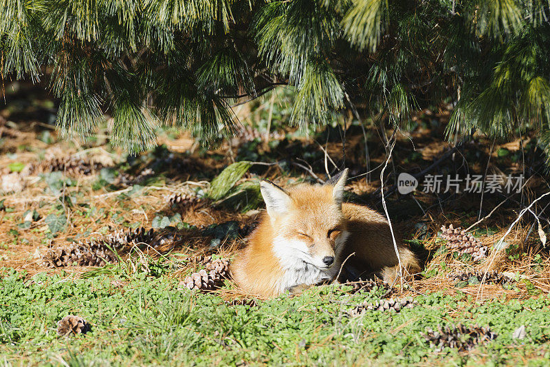 在华盛顿特区杰斐逊纪念堂附近晒太阳的狐狸