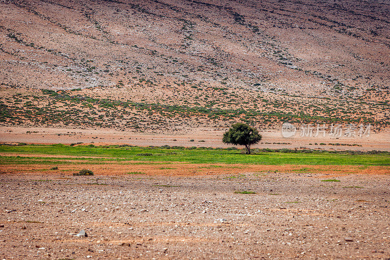 非洲摩洛哥麦田里的阿甘树