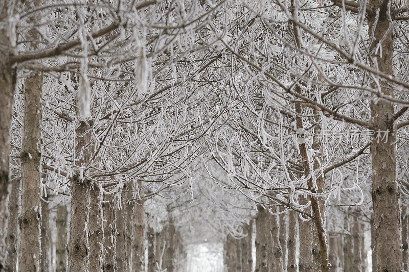 松树的树枝被霜覆盖着